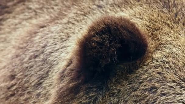 棕熊的肖像 动物的特写 乌索斯拱门 高质量的4K镜头 — 图库视频影像