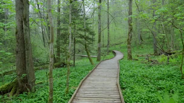 游客的木板路 在一个绿色的春天森林里 新鲜的春绿 在一个古老的 受保护的森林与蕨类 拉姆森 野生大蒜在森林里 Slitere国家公园 — 图库视频影像