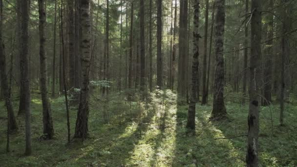 Belle Lumière Dans Forêt Forêt Soirée Été Avec Des Rayons — Video