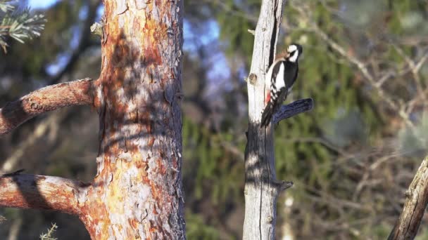 大斑斑啄木鸟 Dendrocopos Major 在阳光灿烂的早晨吃松果 — 图库视频影像
