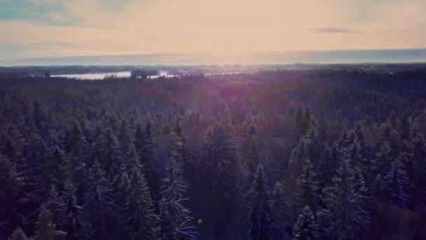 Drone Vlucht Een Eindeloze Boreale Sparren Bos Winter Vroege Koude — Stockvideo