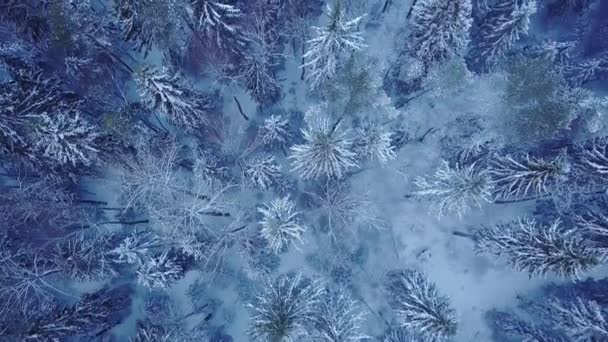 Widok Lotu Ptaka Zamarzniętego Lasu Pokrytymi Śniegiem Drzewami Widok Góry — Wideo stockowe
