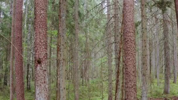 Gammal Tillväxt Boreal Skog Naturlig Barrskog Med Slingrande Grusväg Drönarflygning — Stockvideo