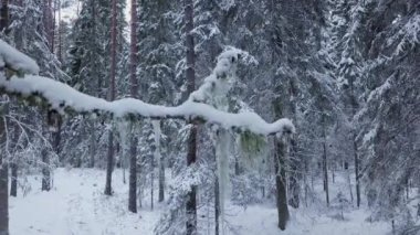 Kışın bitmek bilmeyen bir ladin ormanında İHA uçuşu. Karlı bir ormanla birlikte erken ve soğuk bir kış sabahı. Beyaz pofuduk karla kaplı ladin ağaçları..