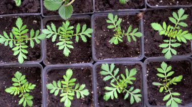 Kutularda Fransız kadife tohumları. Tagetes patula. Ekmeden önce kutulara fidanlar ekin. Yüksek kaliteli FullHD görüntüler