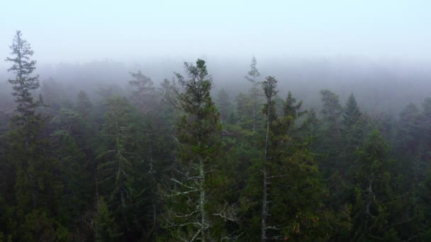 Drohne Schoss Bei Nebligem Frühlingsmorgen Flug Über Wald — Stockvideo