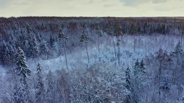 冬天飞越云杉林 白雪覆盖的云杉树 从森林的顶部看 森林里的冬季风景 在雪中的树 冰封的森林自然 — 图库视频影像