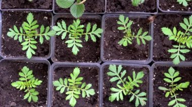 Kutularda Fransız kadife tohumları. Tagetes patula. Ekmeden önce kutulara fidanlar ekin. Yüksek kaliteli FullHD görüntüler