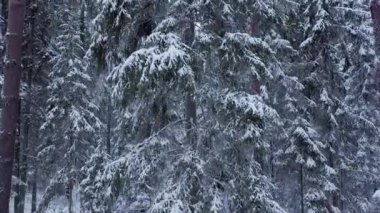 Kışın bitmek bilmeyen bir ladin ormanında İHA uçuşu. Karlı bir ormanla birlikte erken ve soğuk bir kış sabahı. Beyaz pofuduk karla kaplı ladin ağaçları..