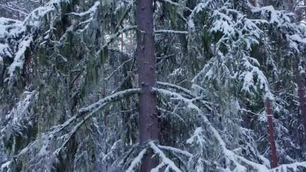 Kışın Bitmek Bilmeyen Bir Ladin Ormanında Uçuşu Karlı Bir Ormanla — Stok video