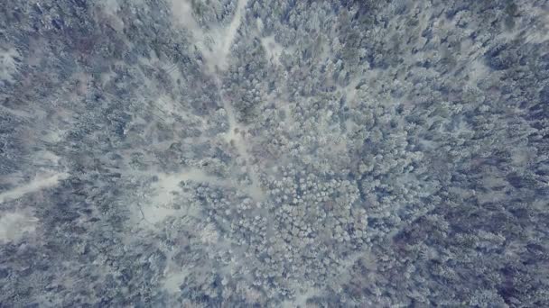 Letecký Pohled Zamrzlý Les Zasněženými Stromy Pohled Shora Dolů Krásný — Stock video