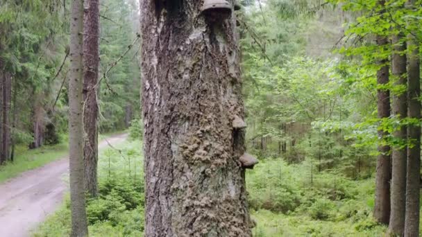 Eski Çağ Sıkıcı Ormanları Dolambaçlı Toprak Yolu Olan Doğal Bir — Stok video