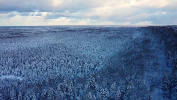 ヨーロッパで雪に覆われた冬の森の空中ビュー 冬にはスプルースの森を飛ぶ 白いふわふわの雪に覆われた木を発芽させます 山頂からの眺め — ストック動画