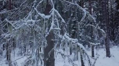 Kışın bitmek bilmeyen bir ladin ormanında İHA uçuşu. Ağaç boyunca tepeden tırnağa uçmak. Karlı bir ormanla birlikte erken ve soğuk bir kış sabahı. Beyaz pofuduk karla kaplı ladin ağaçları. 4k