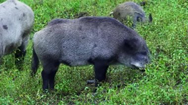 Yazın yaban domuzları. Domuz yavrusu beslenen bir yaban domuzu ailesi. Yakın plan.