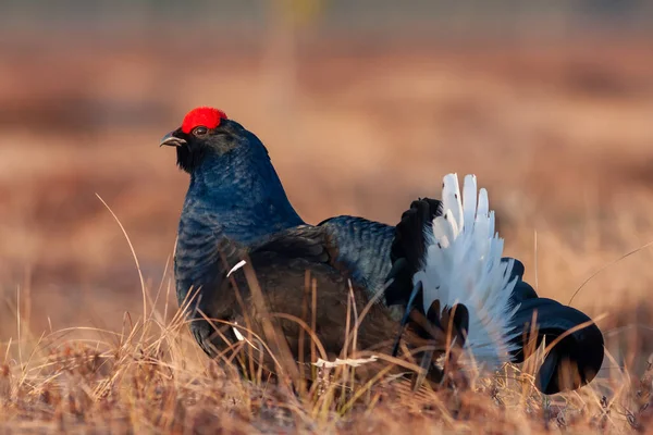 Black Grouse lek at sunrise. Close up Portrait. Black grouse Tetrao tetrix. Lyrurus tetrix early in the morning. Grouse in bog. Spring mating season in the nature.