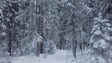 Kışın Boreal Spruce Ormanı 'nda İHA uçuşu. Avrupa doğası. Soğuk kış.