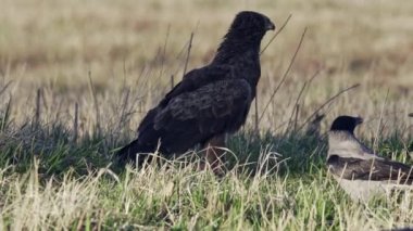 Az görülen benekli kartal Aquila Pomarina. Bahar sabahı yerde oturup ölü bir kuşu yemek. Kartal kanatlarını sallıyor, etrafına bakıyor ve karga ve boynuz gagasıyla yemek için savaşıyor..