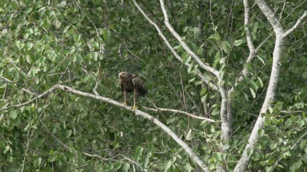 小斑点鹰坐在一棵树上打猎 风摇曳着树木和绿叶 高质量的4K镜头 — 图库视频影像