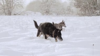 İki sokak köpeği. İki köpek, güneşli kış gününde kırlarda dolaşıp yiyecek arıyor ve toprağı kokluyorlar. Köpekler dostluk yavaş çekim Yüksek kalite FullHD görüntüler