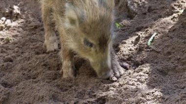 İki çizgili yaban domuzu toprağı didik didik edip ormanda yiyecek arıyorlar. Yakın plan. Avrupa doğasında bahar.