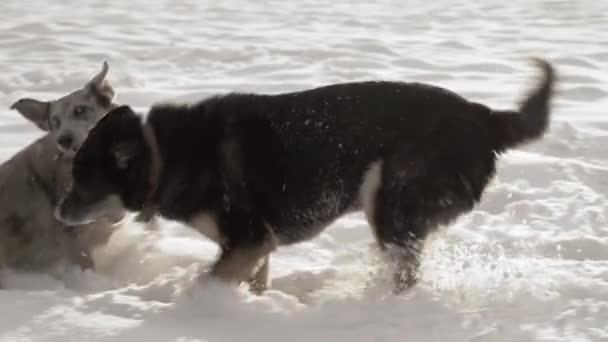 在一个阳光明媚的冬日 两只混血的狗在雪地里玩耍 一只黑斑斑的狗在玩耍 从住房概念中收养 高质量的Fullhd Prores视频 优质Fullhd影片 — 图库视频影像