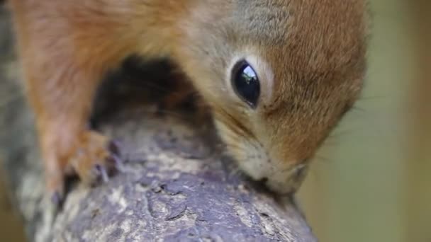 Nahaufnahme Eines Eichhörnchens Das Auf Einem Ast Sitzt — Stockvideo
