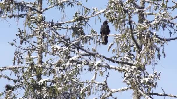 Cuervo Corvus Corax Una Fría Mañana Invierno Cuervo Sienta Abeto — Vídeo de stock