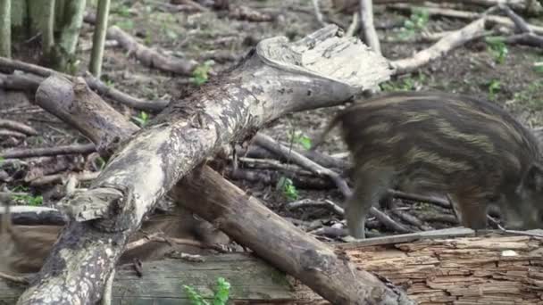 Dos Lechones Jabalí Rayas Están Caminando Por Bosque Busca Comida — Vídeo de stock