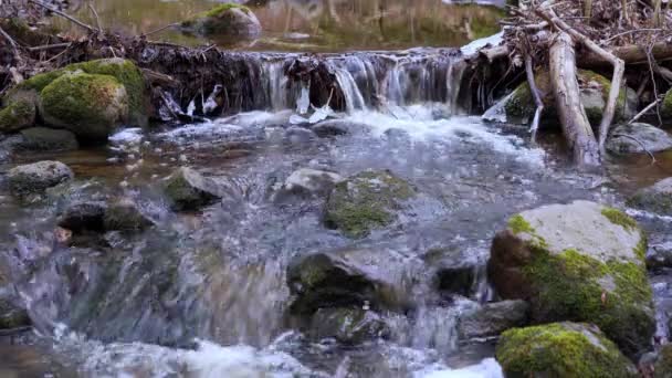 Pequeño Rápido Rocoso Río Bosque Primavera Naturaleza Europea Primavera Una — Vídeos de Stock