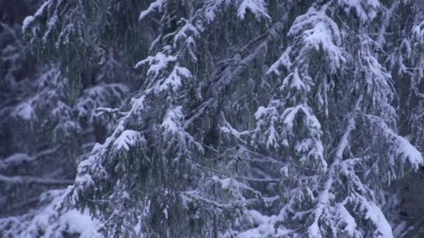 Granskog Vintern Snötäckta Grangrenar Gammal Europeisk Skog Snöar Djupt Inne — Stockvideo