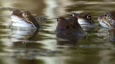 Yumurtlama döneminde bir grup sıradan kurbağa. Suda, kurbağa yumurtalarının arasında.