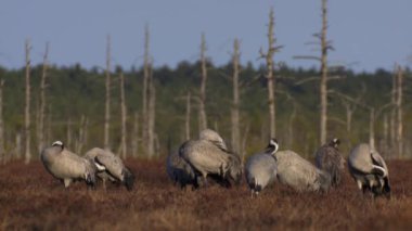 Bir grup turna Grus grus bahar göçü sırasında bataklıkta beslenir ve dinlenir. Bahar mevsiminde bataklık Gün batımında.
