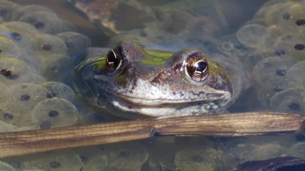 Common Frog Rana Temporaria Spawning Spring Eggs Close Frog European — Video