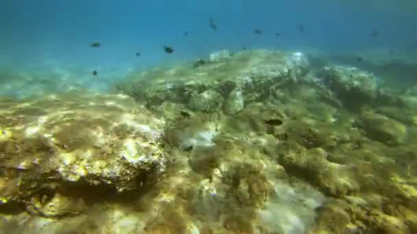 Medelhavet Grekland Klippiga Undervattenslandskap Med Många Fiskar Strålarna Flimrande Solljus — Stockvideo
