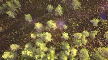 Bataklığın tepeden tırnağa manzarası. Bataklıkta iki kişi yürüyor. Küçük bataklık çamları. Geyik çiftleşme alanları. Yüksek kaliteli FullHD görüntüler