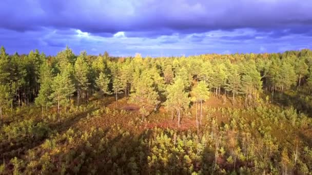 Drone Footage Bottom Aerial View Swamp Autumn Evening Lights Autumn — Vídeo de stock