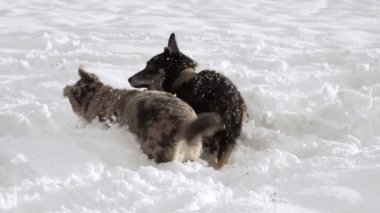 Güneşli bir kış gününde, karlı bir tarlada oynayan iki melez köpek. Siyah benekli bir köpek oynuyor. Barınak kavramından evlat edinme. 