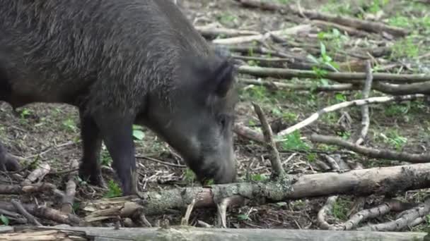 Wild Boar Piglets Walks Forest Picks Fallen Trunk — Video