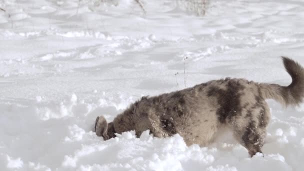 在雪地里发现了有趣的斑点狗 快乐的庇护所狗 头上有雪 冬天的狗 — 图库视频影像