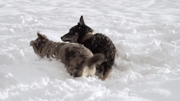 Dwa Mieszane Psy Grające Zaśnieżonym Polu Słoneczny Zimowy Dzień Bawi — Wideo stockowe
