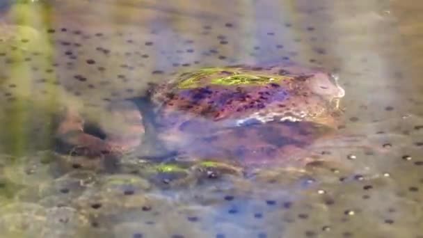Two Common Frogs Rana Temporaria Mate Spring Spawning Eggs Close — Wideo stockowe