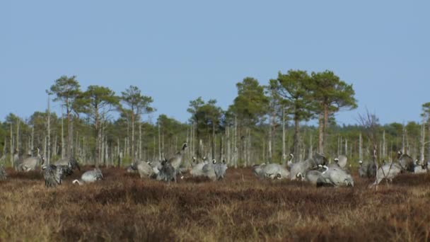 Group Cranes Grus Grus Feeds Rests Marsh Spring Migration Swamp — 비디오