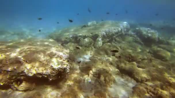Mediterranean Greece Rocky Underwater Landscape Numerous Fish — Vídeos de Stock