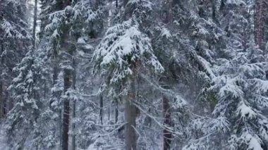 Kışın Boreal Spruce Ormanı 'nda İHA uçuşu. Ağaç boyunca tepeden tırnağa uçmak. Karlı bir ormanla soğuk bir kış sabahı. Beyaz pofuduk karla kaplı ladin ağaçları. 4k ProRes görüntüsü.