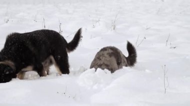 Two stray dogs. Two dogs are wandering around the countryside in sunny winter day, looking for food, sniffing the ground. Dogs friendship slow motion. High quality FullHD footage