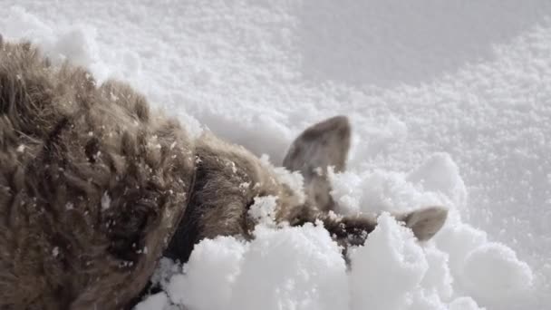 在雪地里发现了有趣的斑点狗 快乐的庇护所狗 头上有雪 冬天的狗 — 图库视频影像