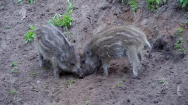 Two wild boar piglets play and fight to determine the hierarchy. Wild boar piglets in summer. Nature in Europe.