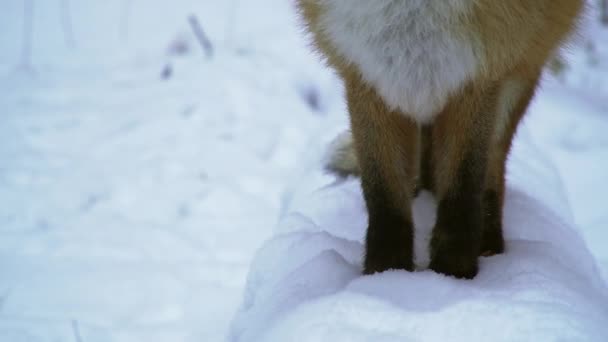 Close Fox Legs Winter Snow Covered Forest — Stockvideo