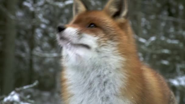 Portrait Red Fox Winter Fox Vulpes Vulpes Looks Birds Tree — Video Stock